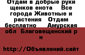 Отдам в добрые руки щенков енота. - Все города Животные и растения » Отдам бесплатно   . Амурская обл.,Благовещенский р-н